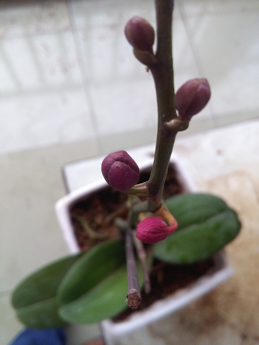 曾经的我的花儿